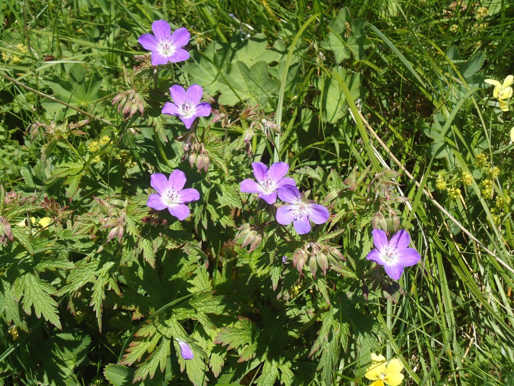 (134'495) - Alpenflora am Stockhorn am 26. Juni 2011