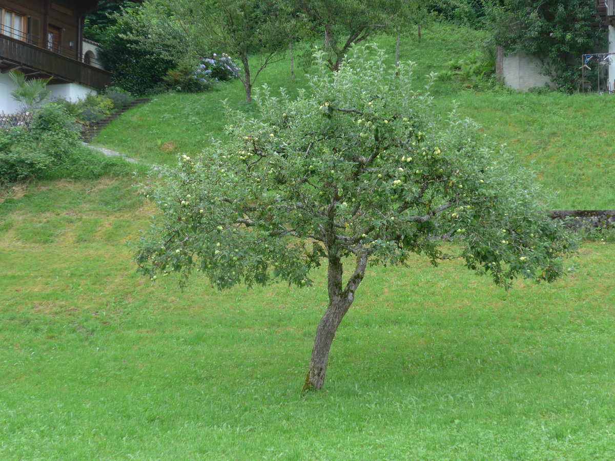 (123'271) - Apfelbaum am 23. Juli 2016 in Iseltwald