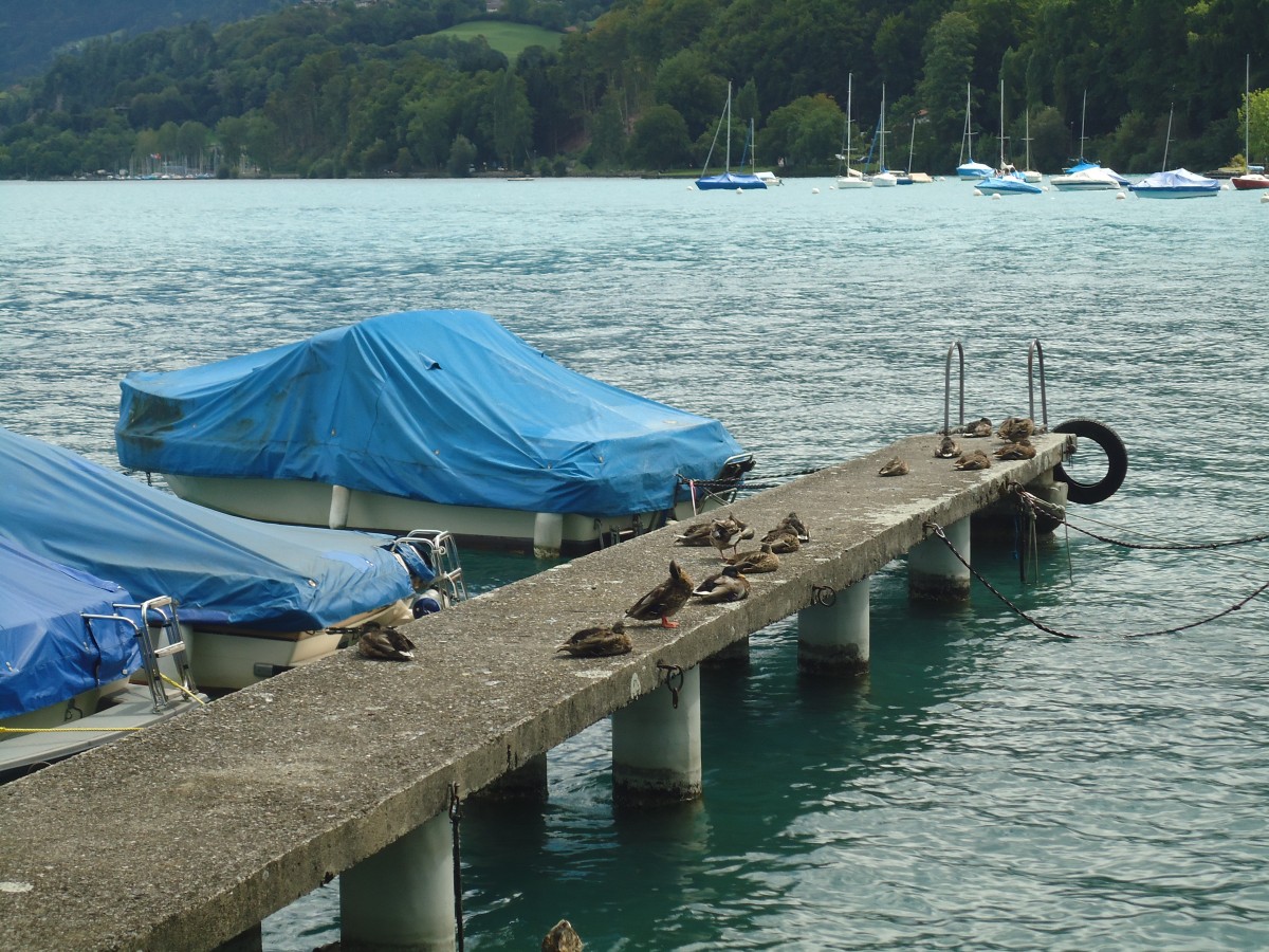 (141'393) - Enten auf einem Laufsteg im Hafen von Faulensee am 26. August 2012