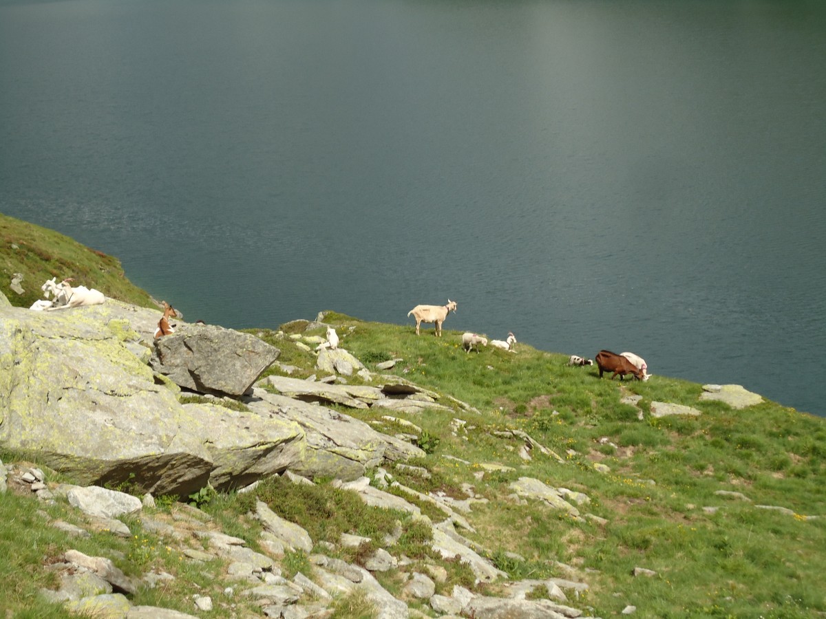 (145'965) - Ziegen am Lago di Lucendro am Gotthardpass am 20. Juli 2013
