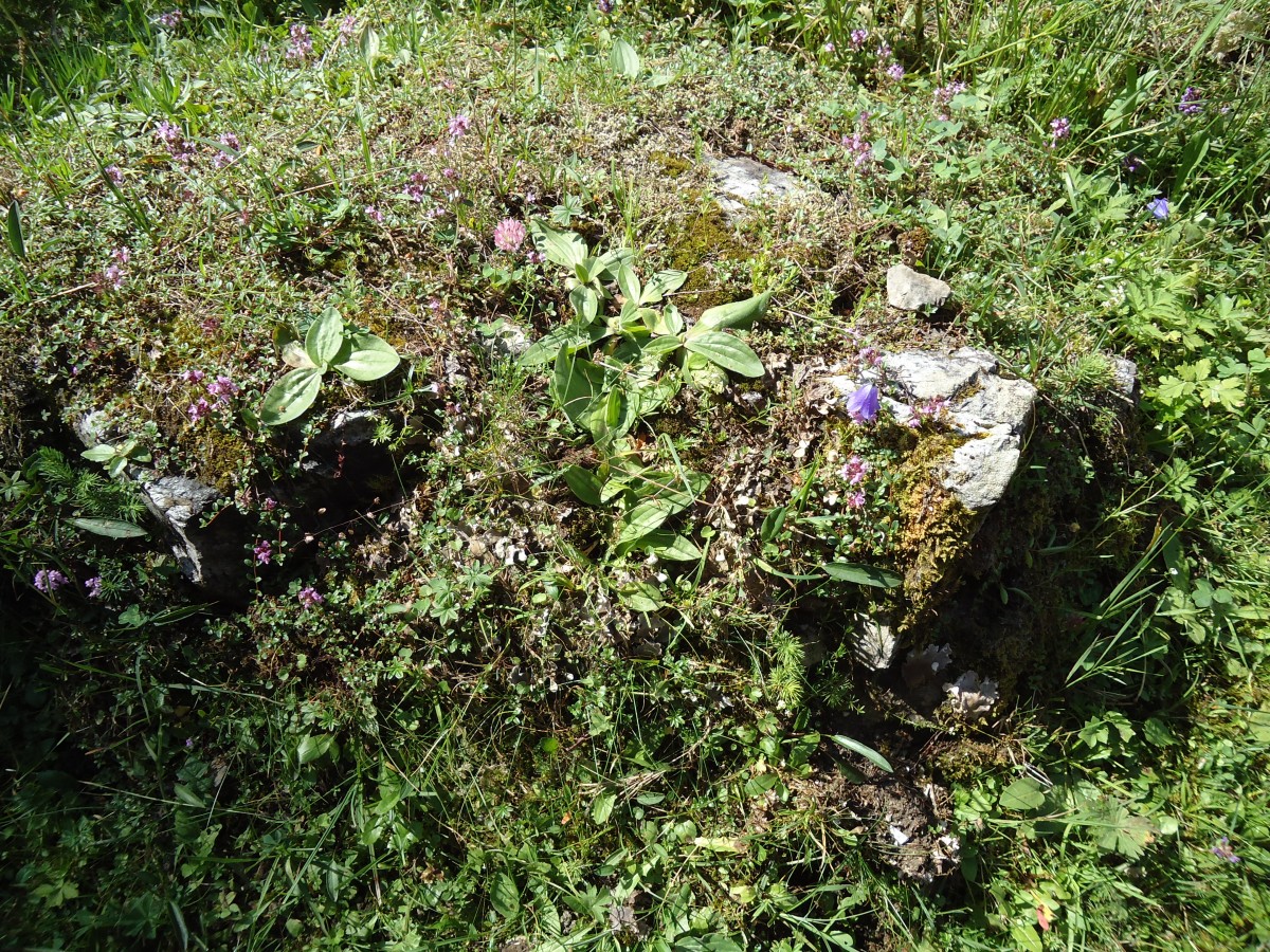 (146'108) - Alpenflora bei der Iffigenalp am 28. Juli 2013