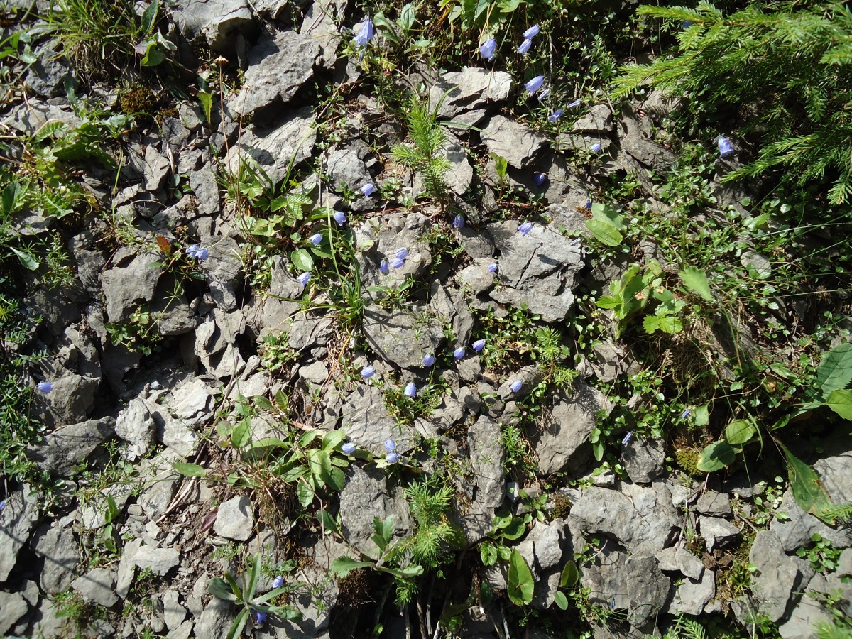 (146'109) - Alpenflora bei der Iffigenalp am 28. Juli 2013