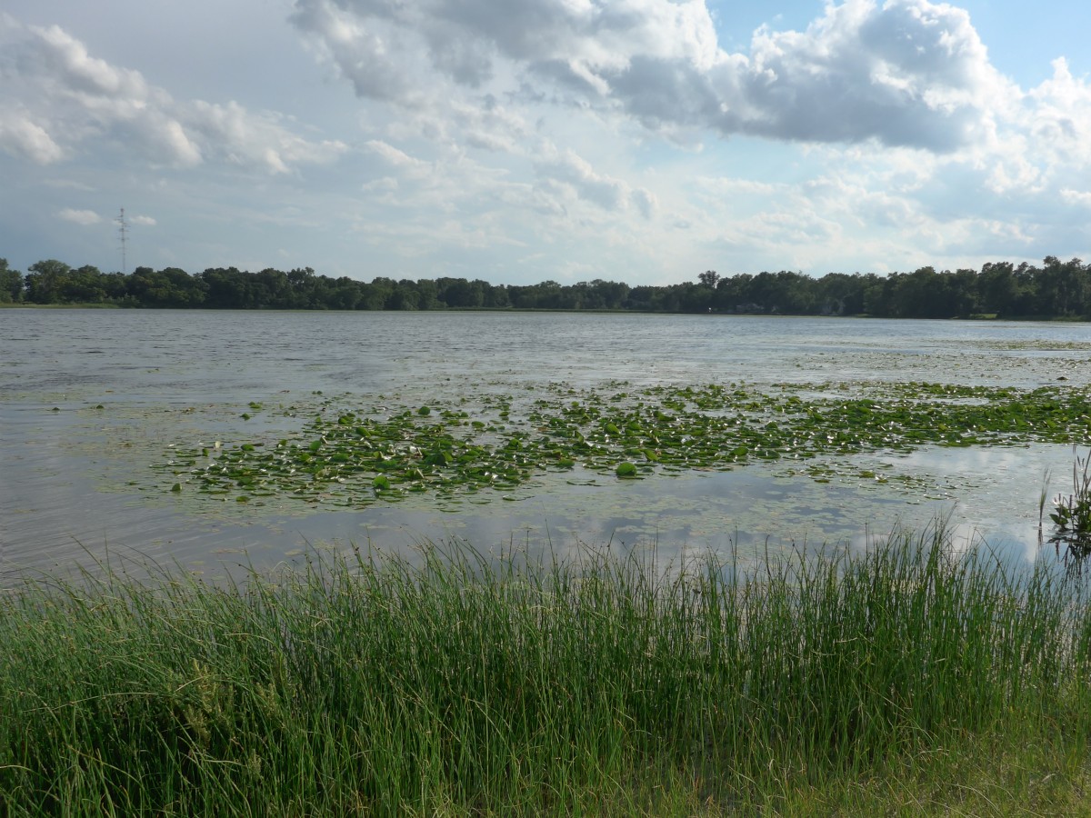 (152'685) - Seerosen im Lily Lake am 13. Juli 2014