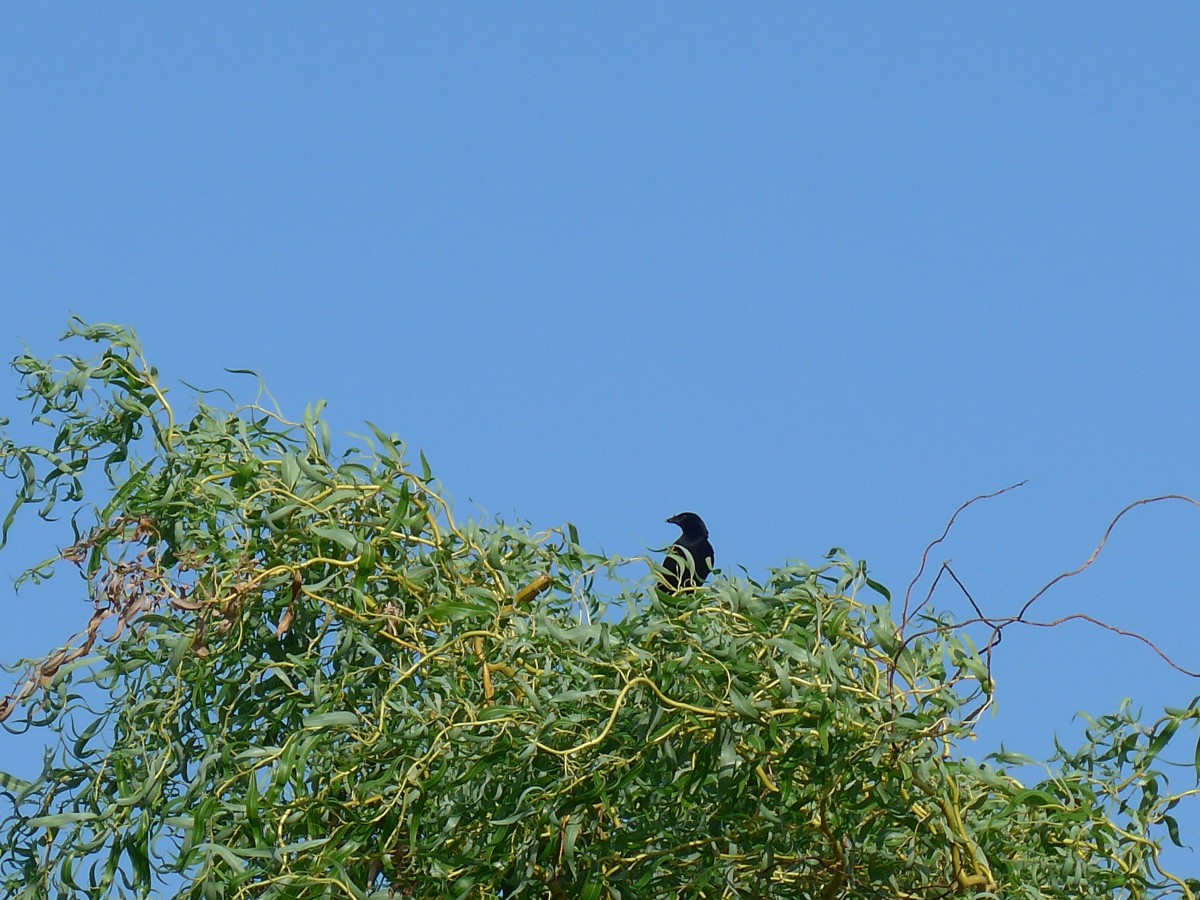 (152'701) - Ein Vogel auf dem Baum am 13. Juli 2014 beim Lily Lake