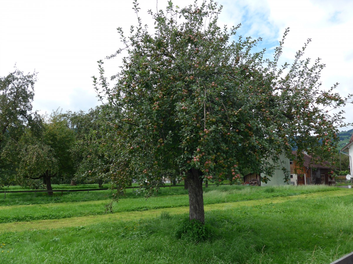 (153'889) - Apfelbaum am 16. August 2014 in Altsttten