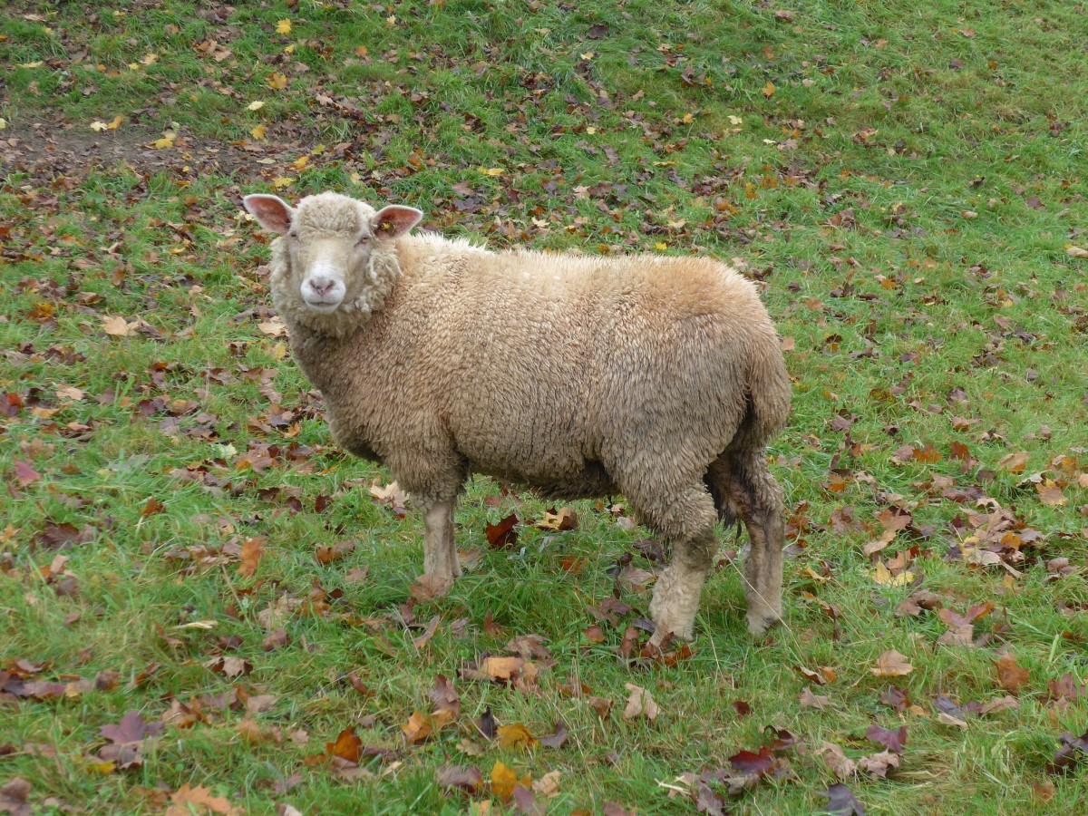 (155'991) - Ein Schaf am 25. Oktober 2014 in Rain/Luzern