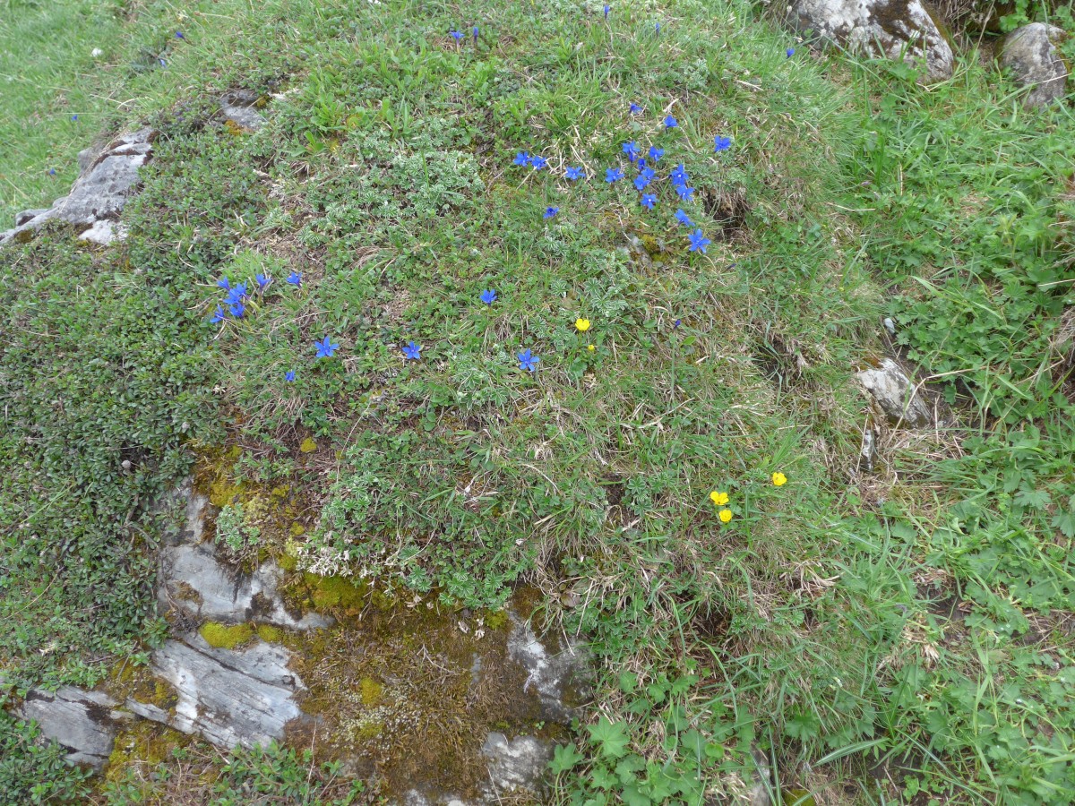 (161'014) - Alpenblumen am 25. Mai 2015 am Oberen Lauchbhl bei Grindelwald