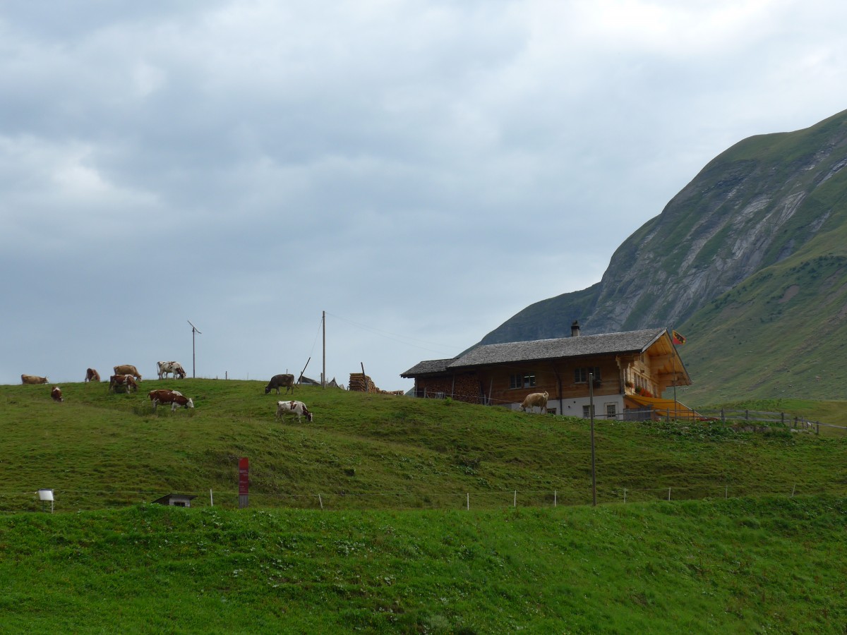 (163'766) - Bergrestaurant und Khe am 23. August 2015 in Habkern, Lombachalp