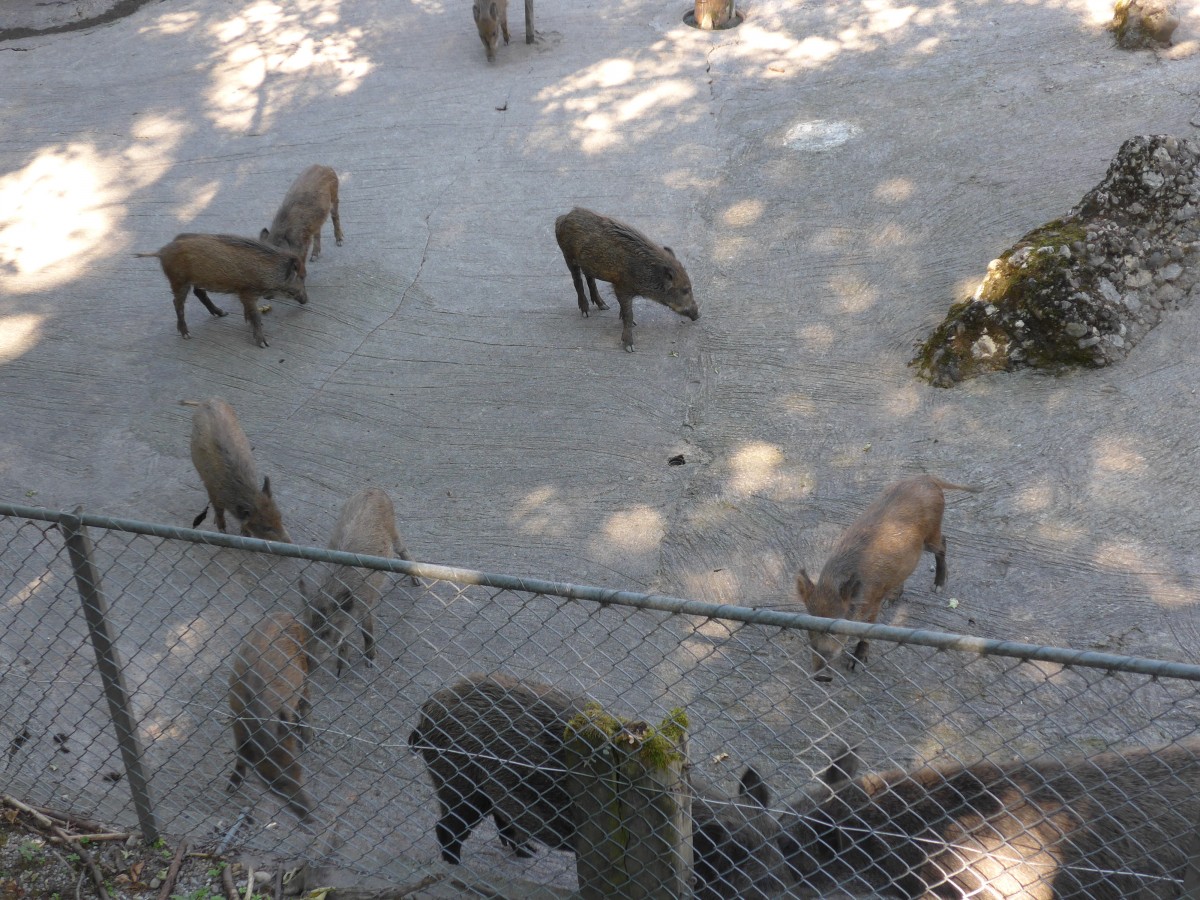 (164'351) - Ftterung der Wildschweine am 31. August 2015 im Tierpark Goldau
