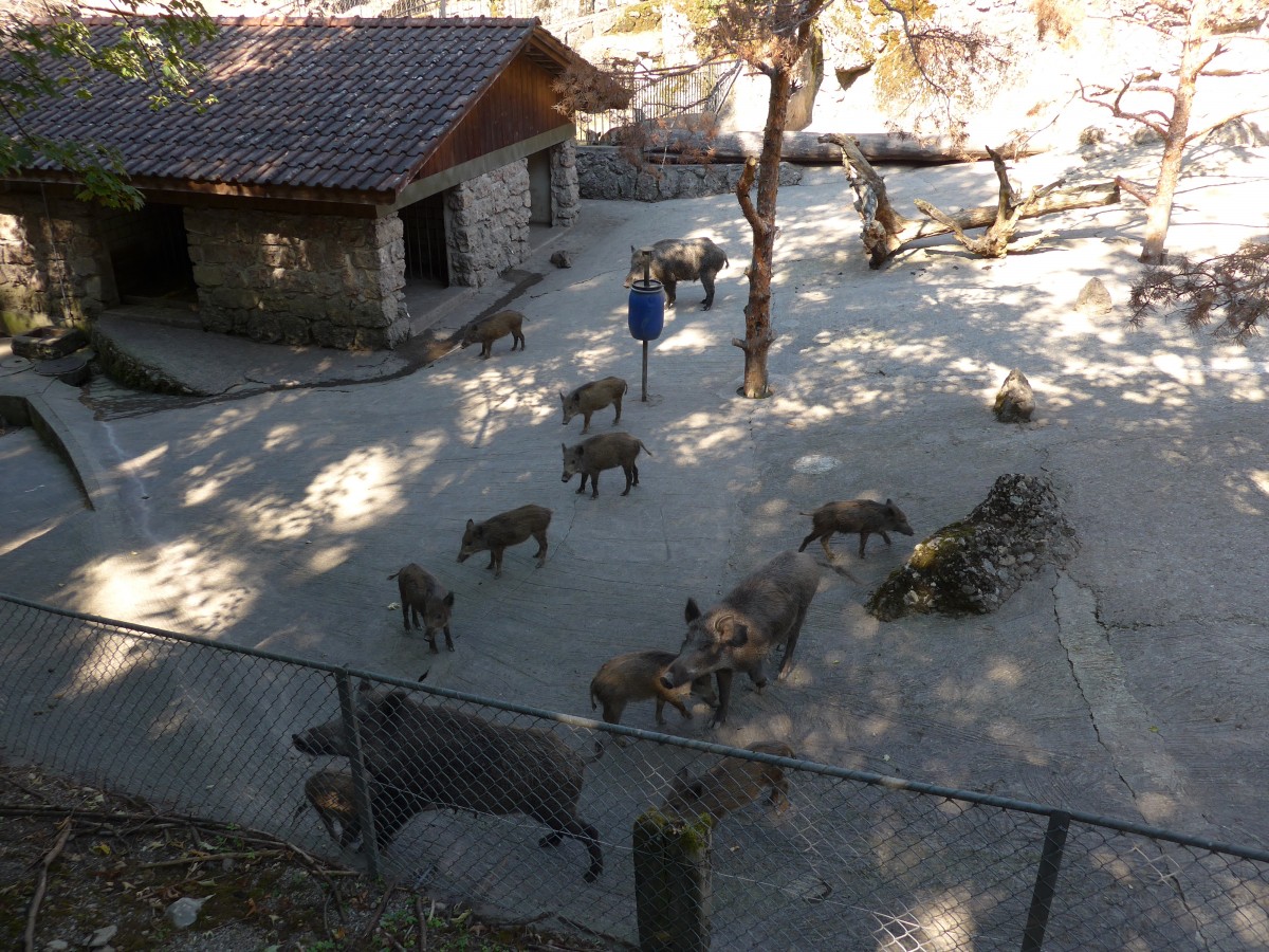 (164'352) - Ftterung der Wildschweine am 31. August 2015 im Tierpark Goldau