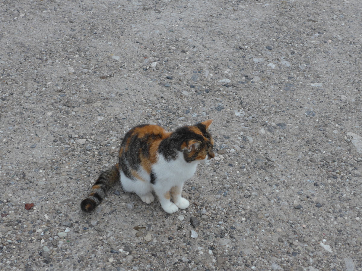 (175'993) - Eine zutrauliche Katze am 19. Oktober 2016 in Pertisau