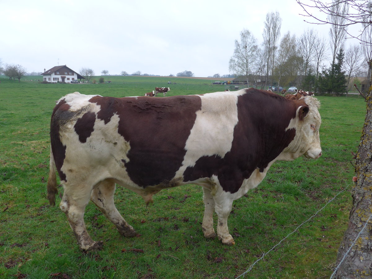 (179'318) - Ein Stier am 2. April 2017 in Vendlincourt