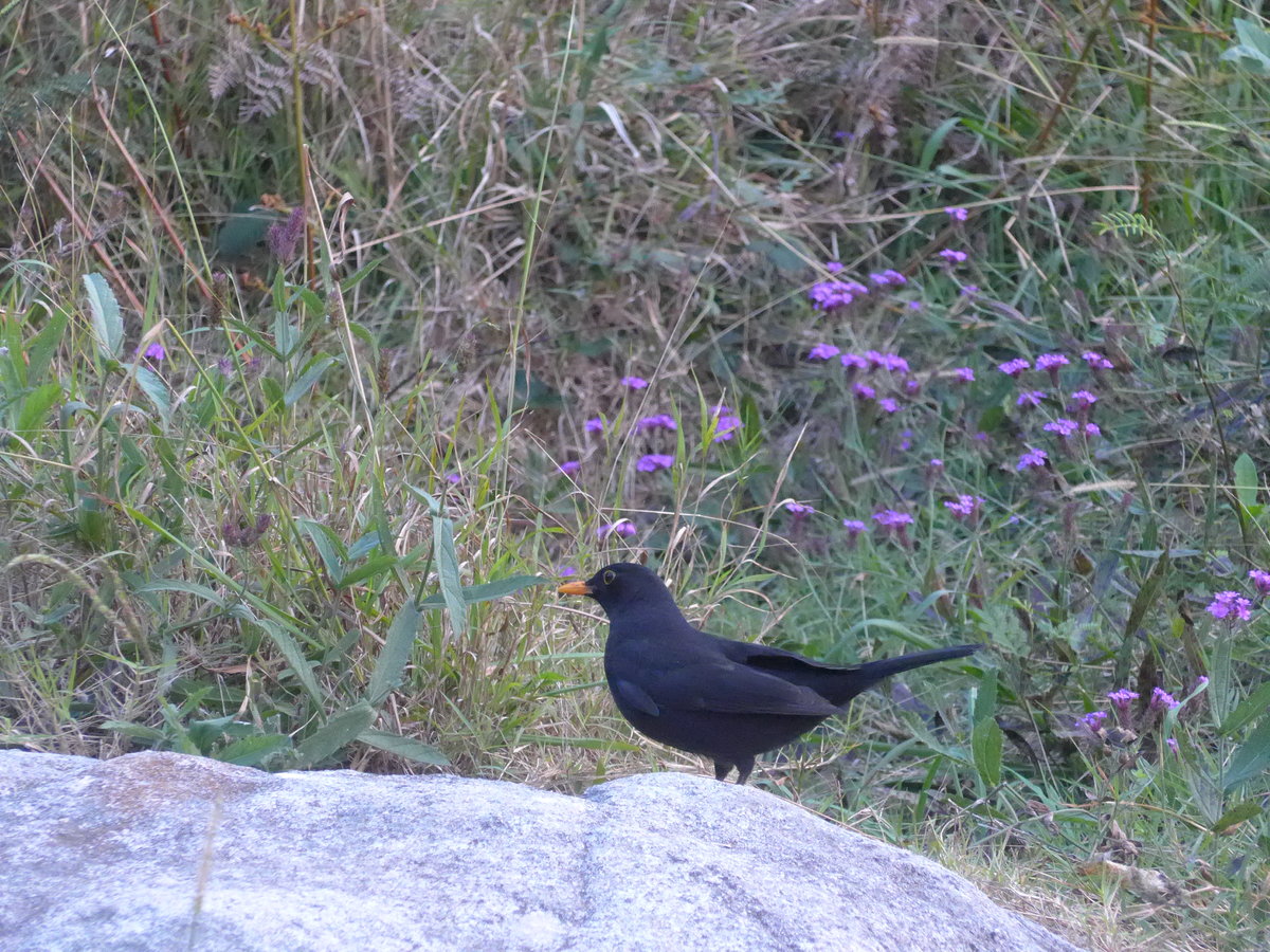 (190'594) - Vogel auf einem Stein am 20. April 2018 bei Hahei