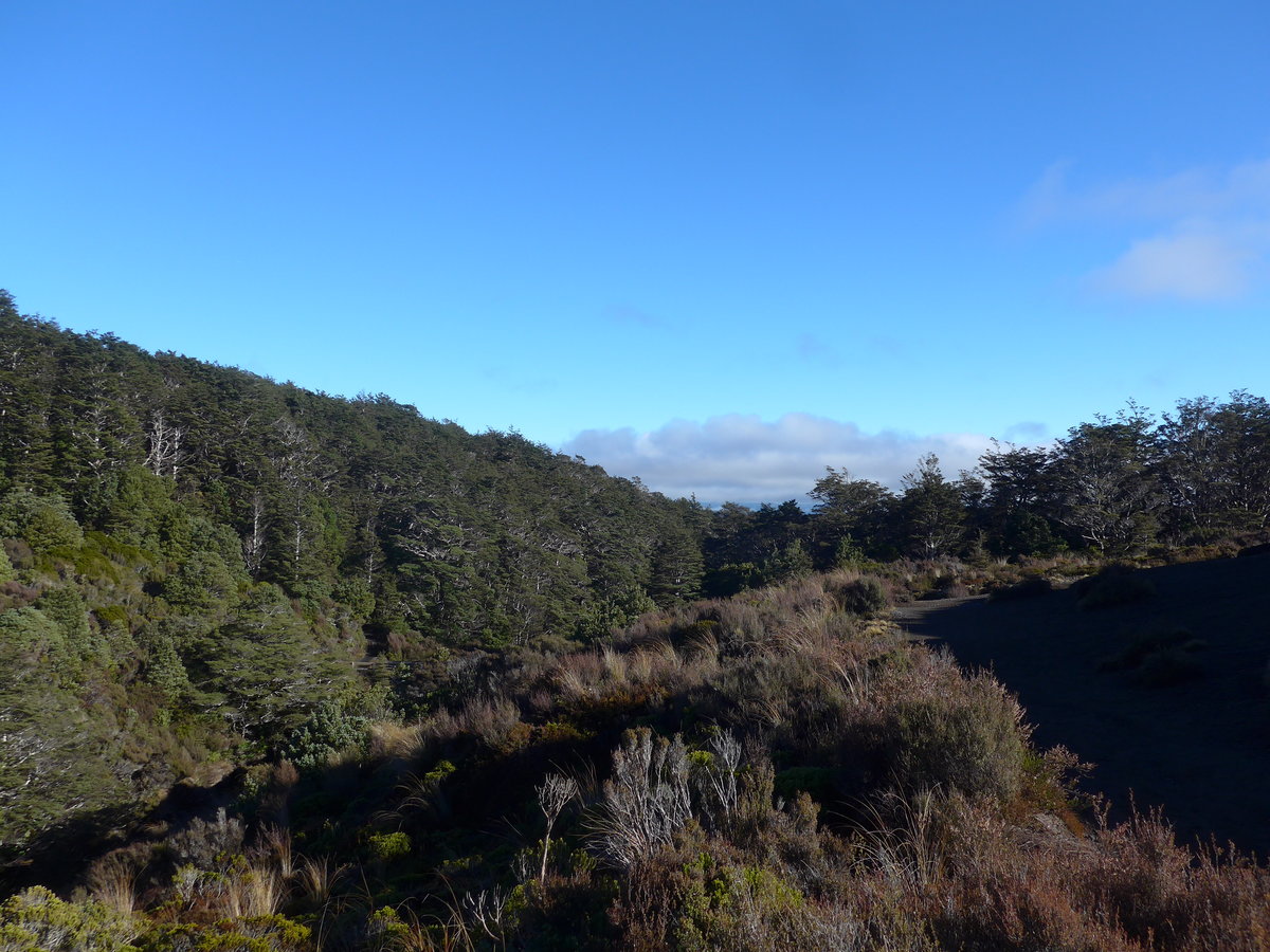 (191'329) - Wald im Tongariro-Nationalpark am 25. April 2018 bei Whakapapa