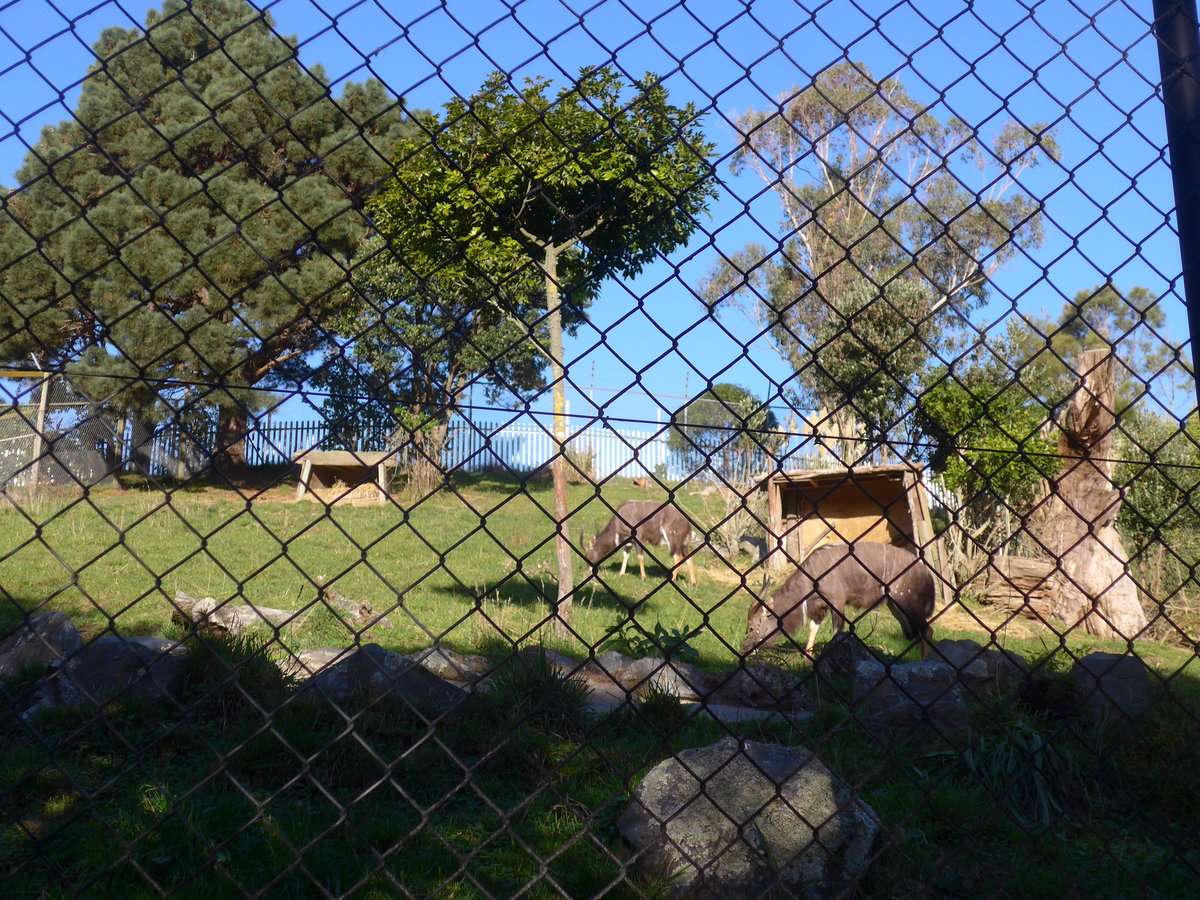(191'506) - Antilopen am 26. April 2018 in Wellington, ZOO