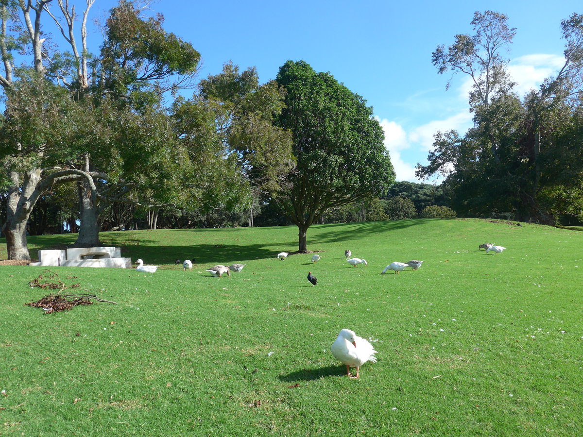 (192'205) - Schwne im Park von Motat am 1. Mai 2018 in Auckland