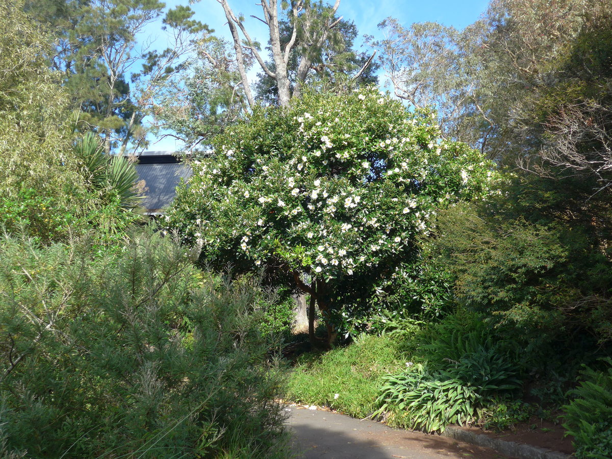(192'207) - Blhender Baum im Park von Motat am 1. Mai 2018 in Auckland
