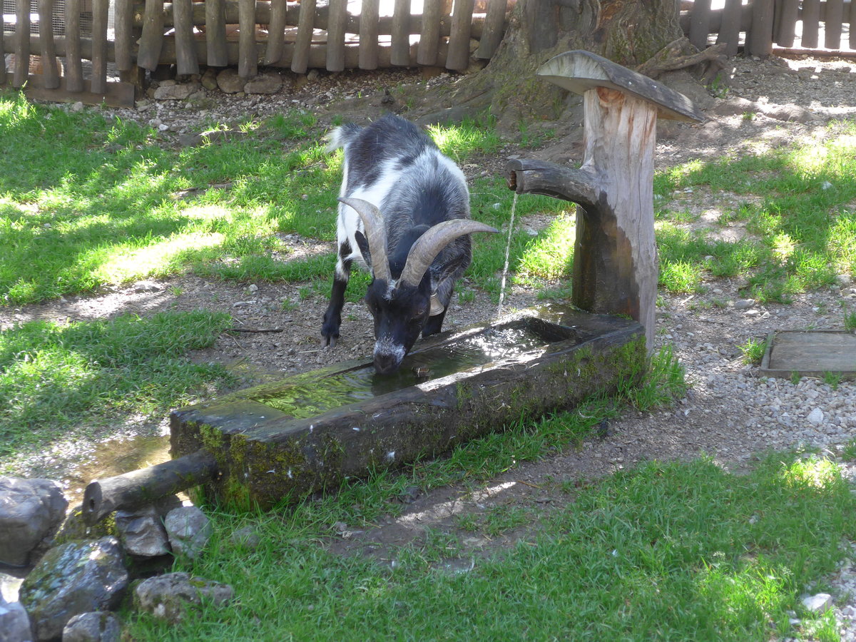 (196'767) - Durstige Ziege am Brunnen am 11. September 2018 auf der Gramai Alm