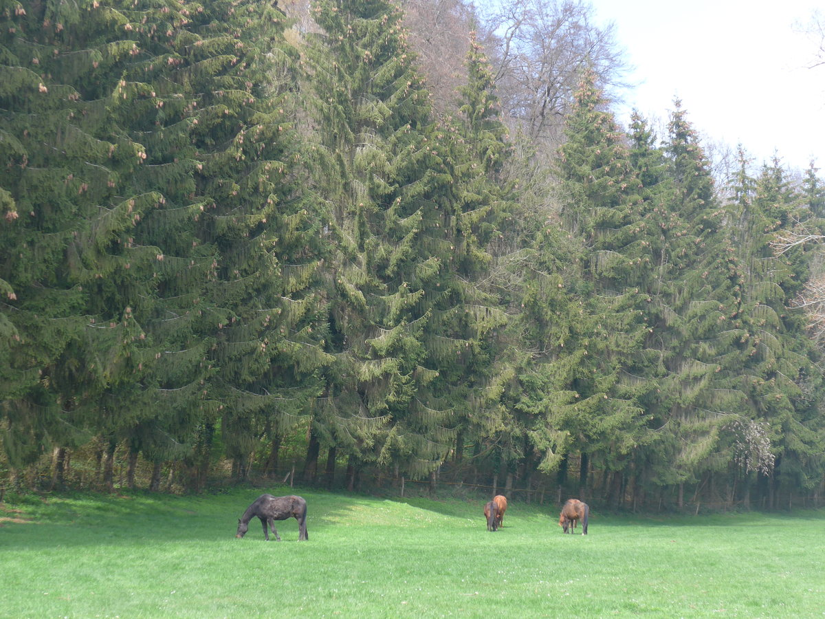 (203'722) - Pferde am 15. April 2019 in Beurnevsin