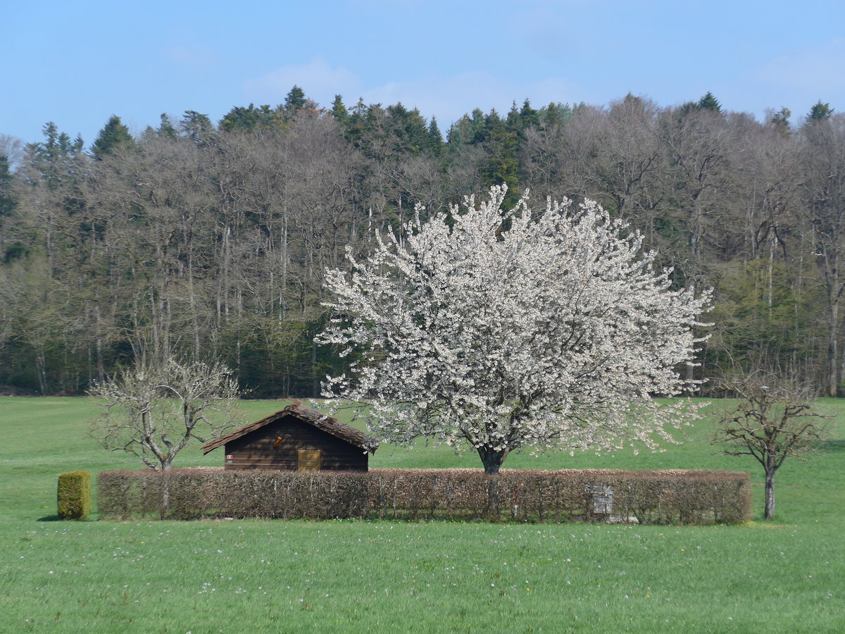 (203'756) - Bienenhaus und blhender Baum am 15. April 2019 in Vendlincourt