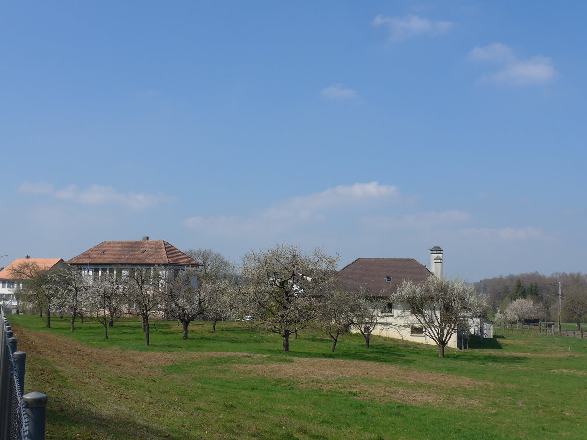 (203'757) - Frhlingserwachen am 15. April 2019 in Vendlincourt