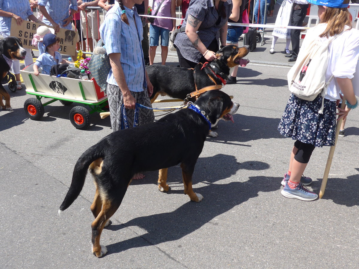 (206'750) - Sennenhunde am 23. Juni 2019 am Jodlerfest-Umzug in Winterthur