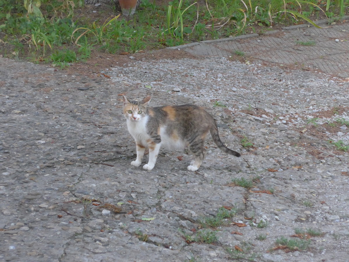 (207'041) - Katze am 3. Juli 2019 in Levski