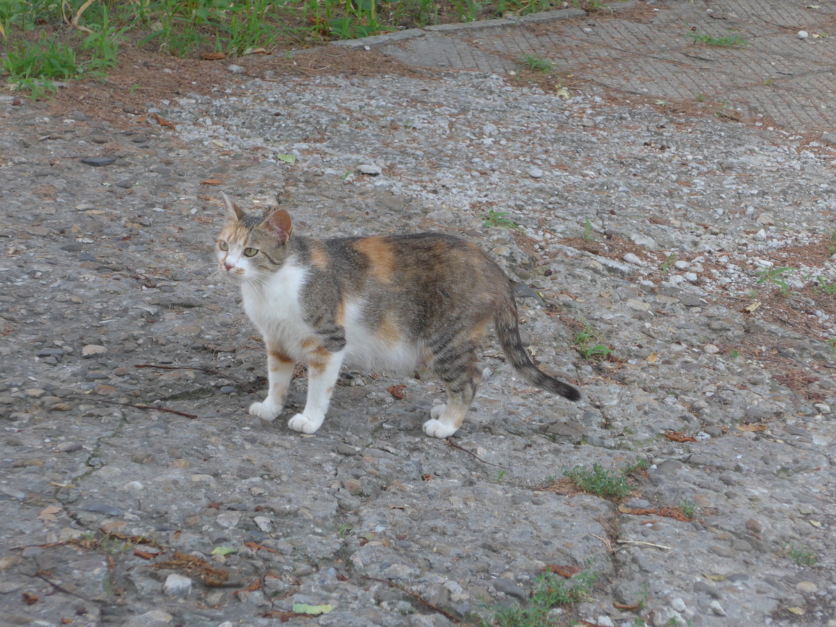 (207'042) - Katze am 3. Juli 2019 in Levski