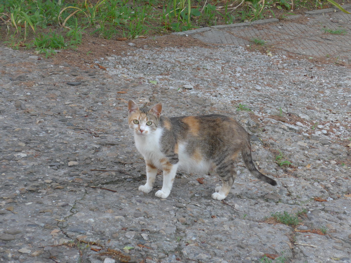 (207'043) - Katze am 3. Juli 2019 in Levski