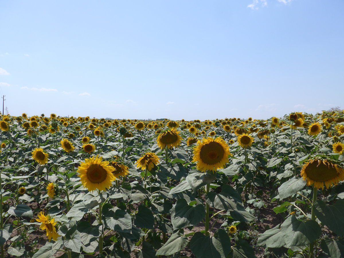 (207'056) - Sonnenblumenfeld am 3. Juli 2019 bei Levski