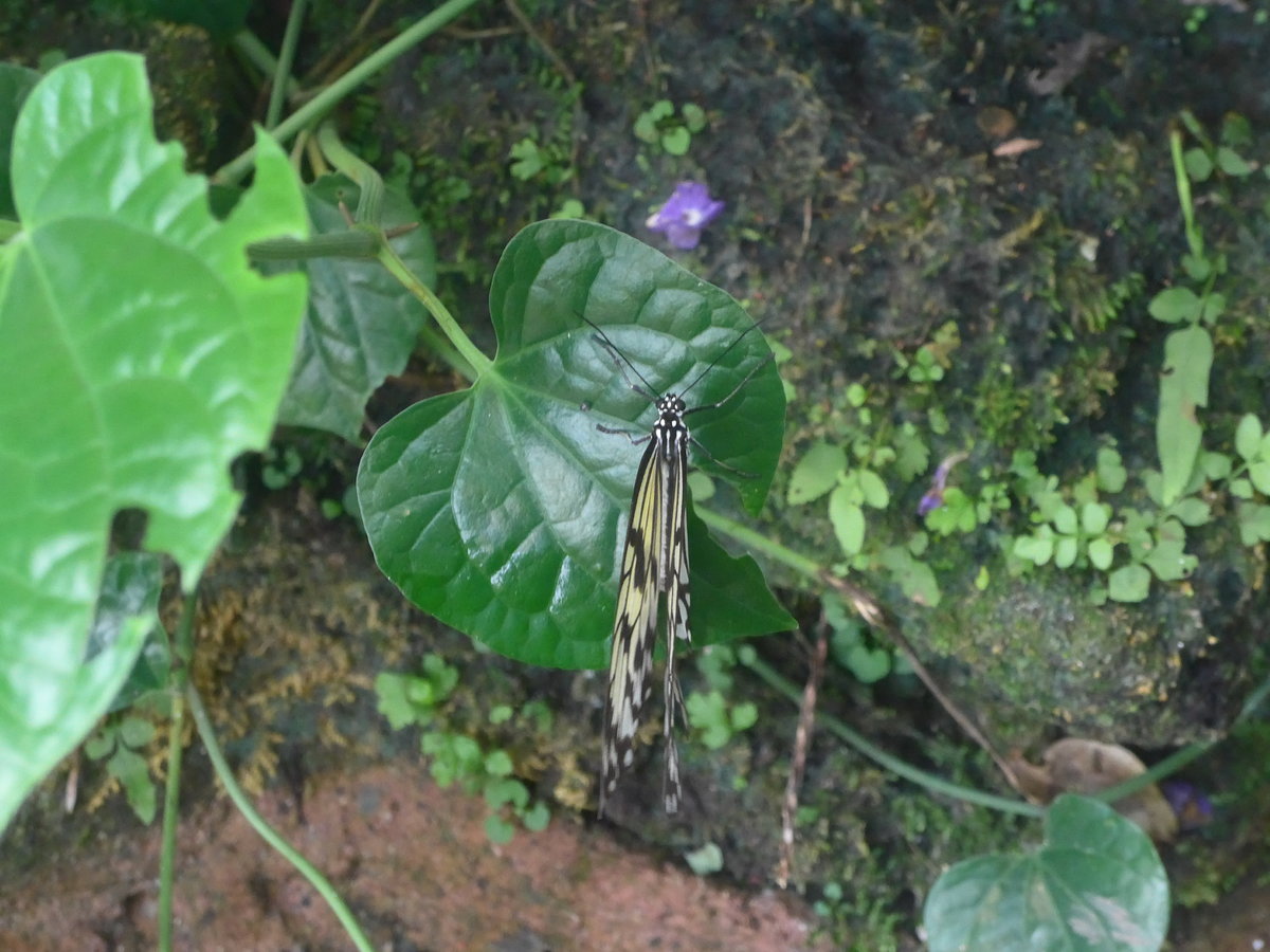 (209'105) - Schmetterling am 25. August 2019 im Papiliorama in Kerzers