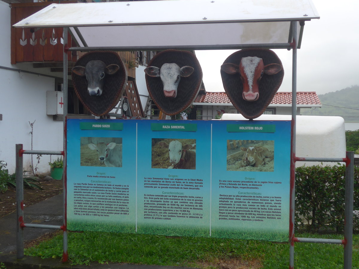 (211'373) - Die drei Kuhrassen  Pardo Suizo ,  Raza Simental  und  Holstein Rojo= am 16. November 2019 in Nuevo Arenal, Los Hroes