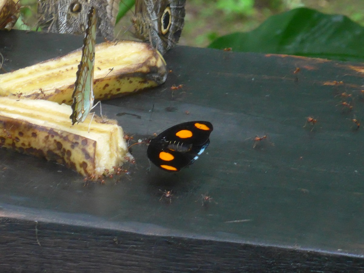 (211'511) - Schmetterlinge im Danaus am 17. November 2019 bei La Fortuna