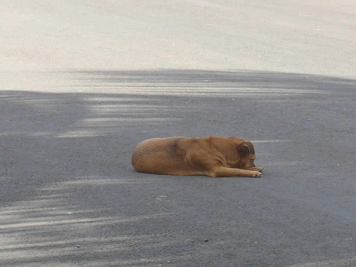 (211'893) - Hund auf der Strasse am 21. November 2019 in La Cruz