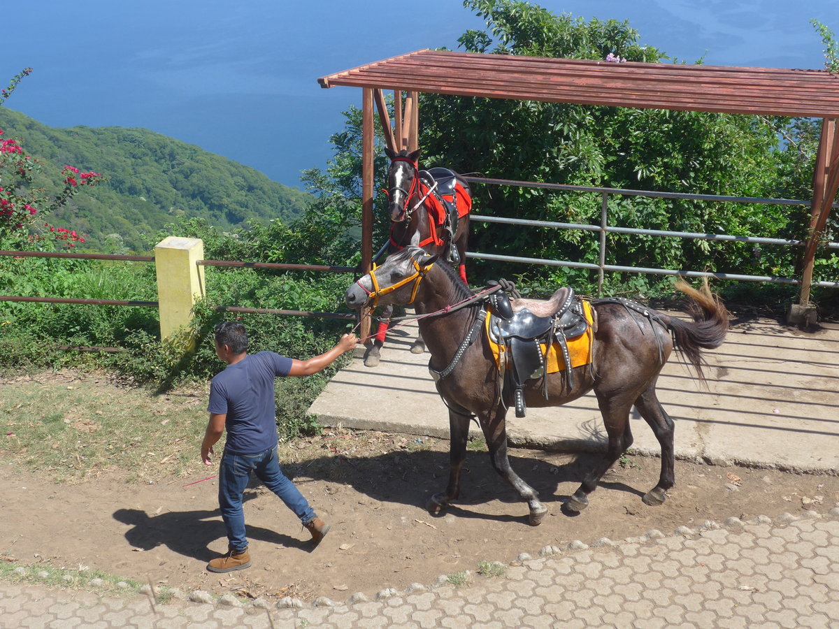 (212'033) - Zwei Pferde, bereit zum Ausreiten am 22. November 2019 in Catarina