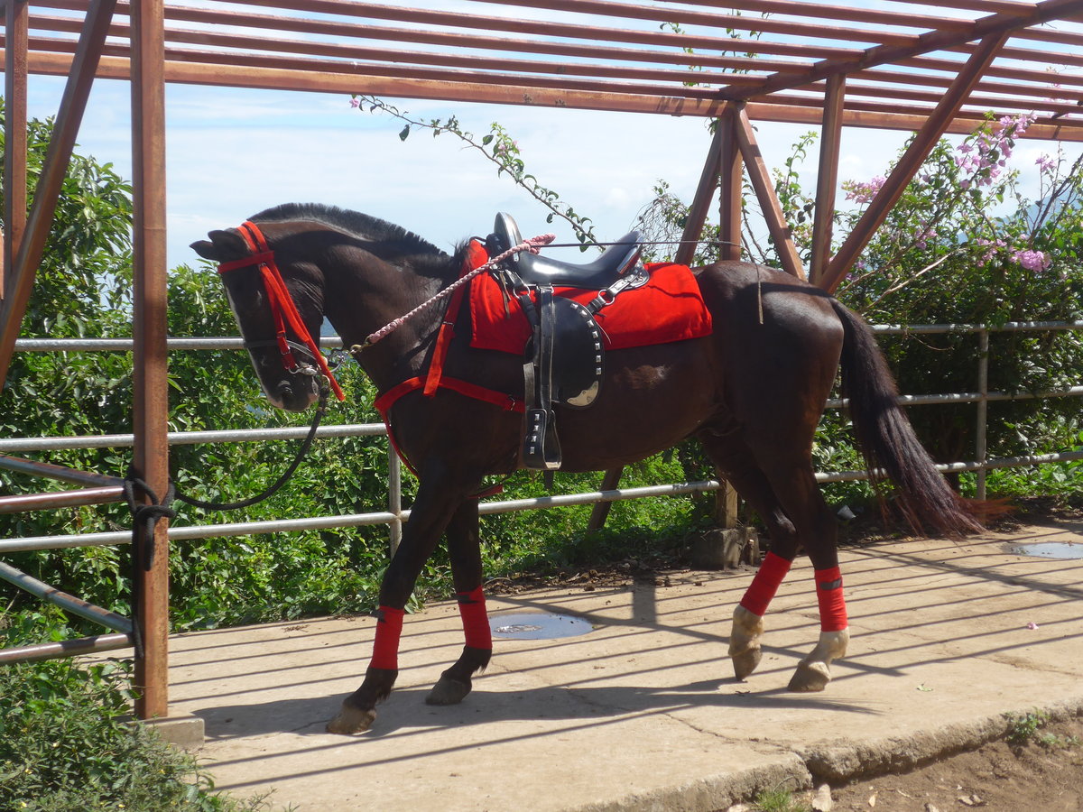 (212'045) - Pferd wartet auf einen Reiter am 22. November 2019 in Catarina