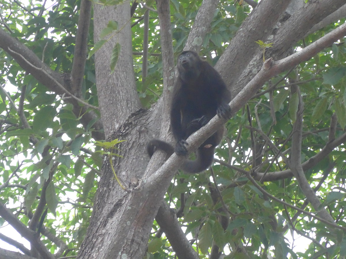 (212'098) - Gorilla auf dem Baum am 22. November 2019 in Granada