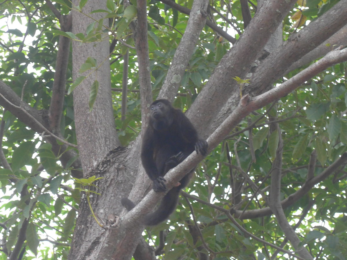 (212'099) - Gorilla auf dem Baum am 22. November 2019 in Granada