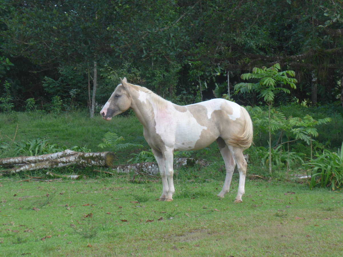 (212'331) - Pferd am 24. November 2019 in La Fortuna