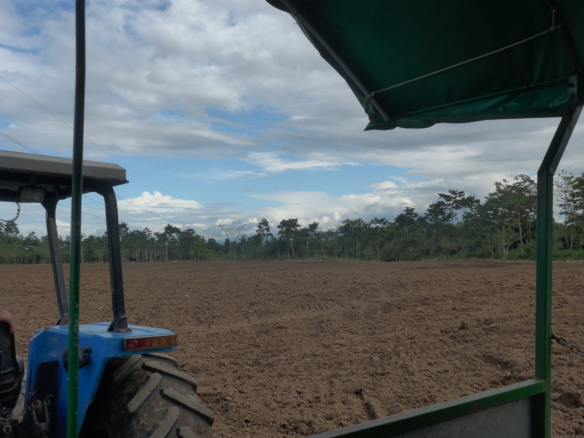 (212'349) - Neu gepflgtes Feld auf der Ananas-Plantage am 24. November 2019 in La Fortuna, Pineapple Farm
