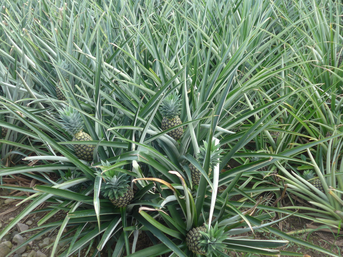 (212'357) - Heranwachsende Ananas auf der Ananas-Plantage am 24. November 2019 in La Fortuna, Pineapple Farm