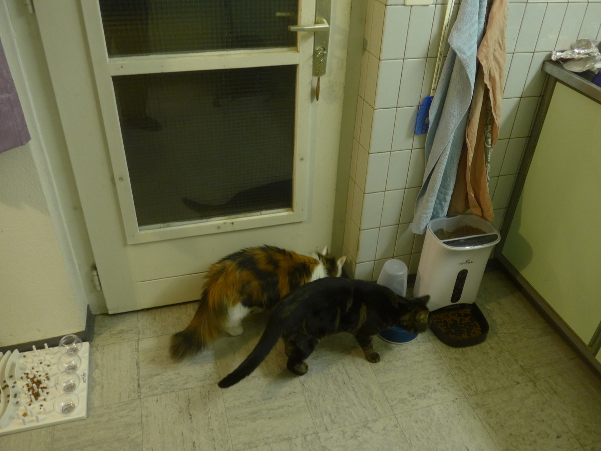 (213'208) - Katze Nimerya und Kater Shaggy beim Fressen am 31. Dezember 2019 in Thun
