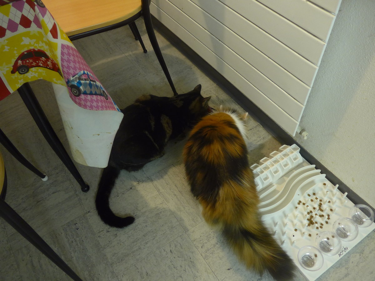 (213'808) - Kater Shaggy und Katze Nimerya beim Fressen am 12. Januar 2020 in Thun