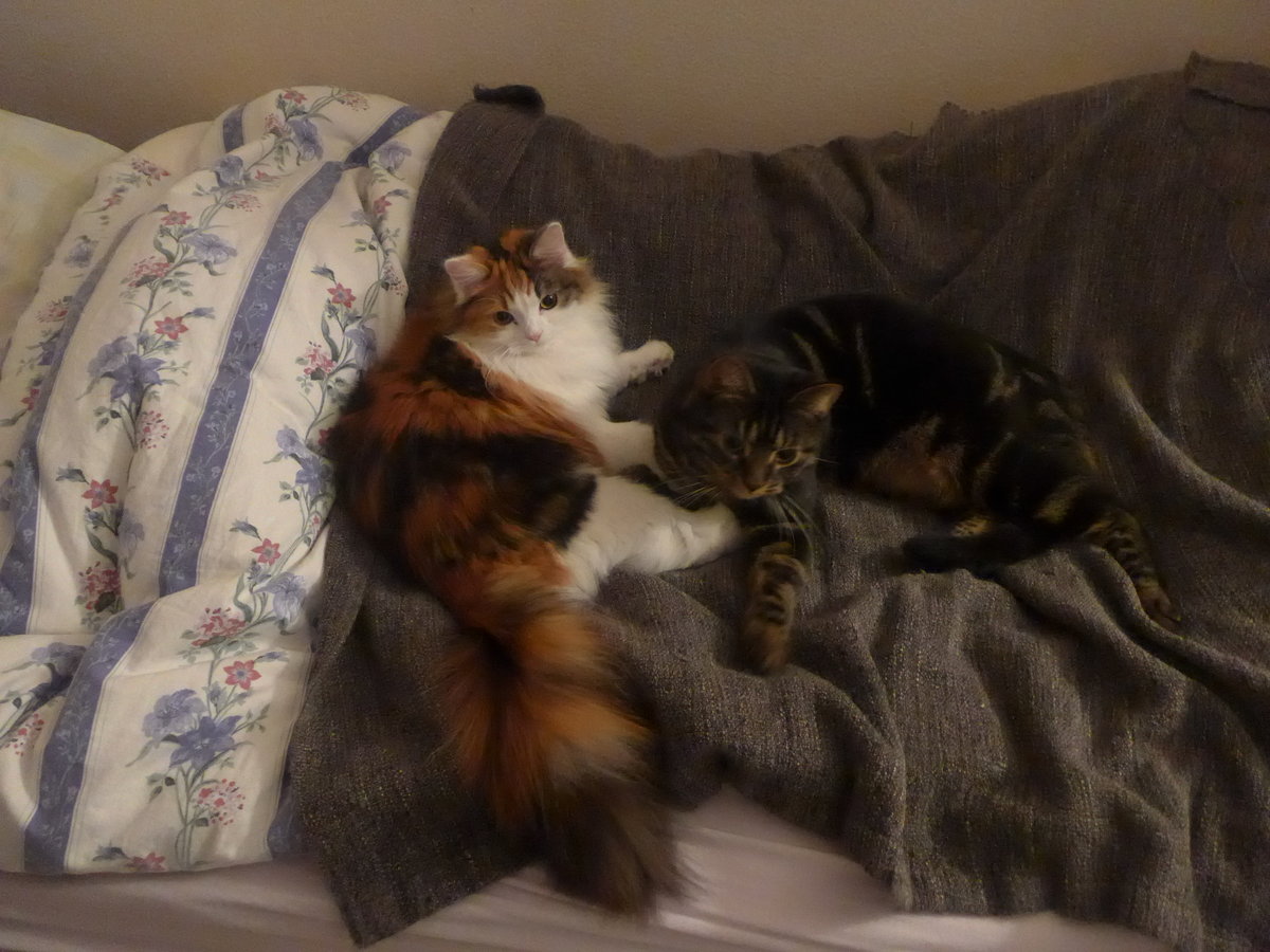 (213'956) - Katze Nimerya und Kater Shaggy auf dem Bett am 20. Januar 2020 in Thun