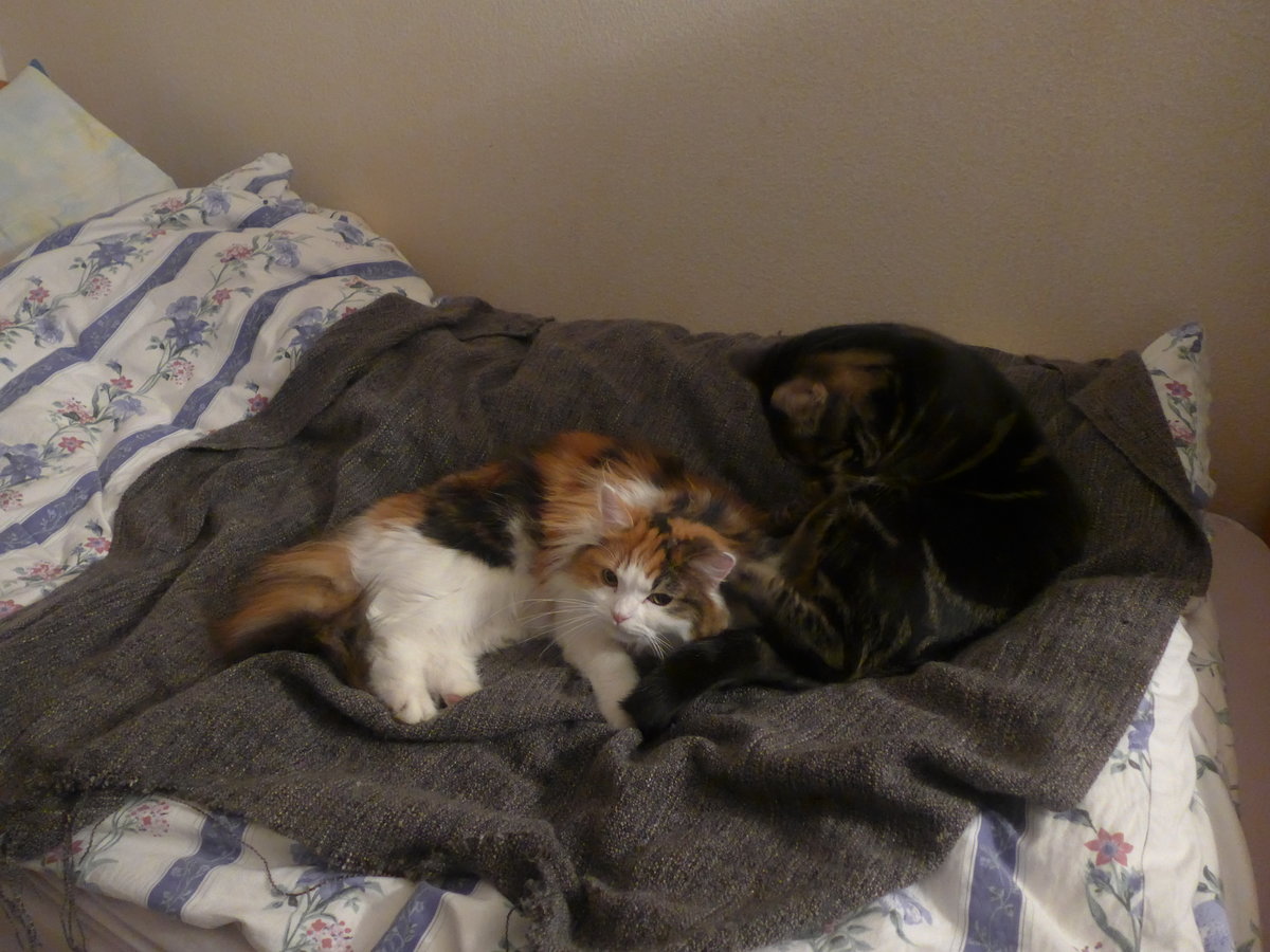 (214'002) - Katze Nimerya und Kater Shaggy auf dem Bett am 26. Januar 2020 in Thun