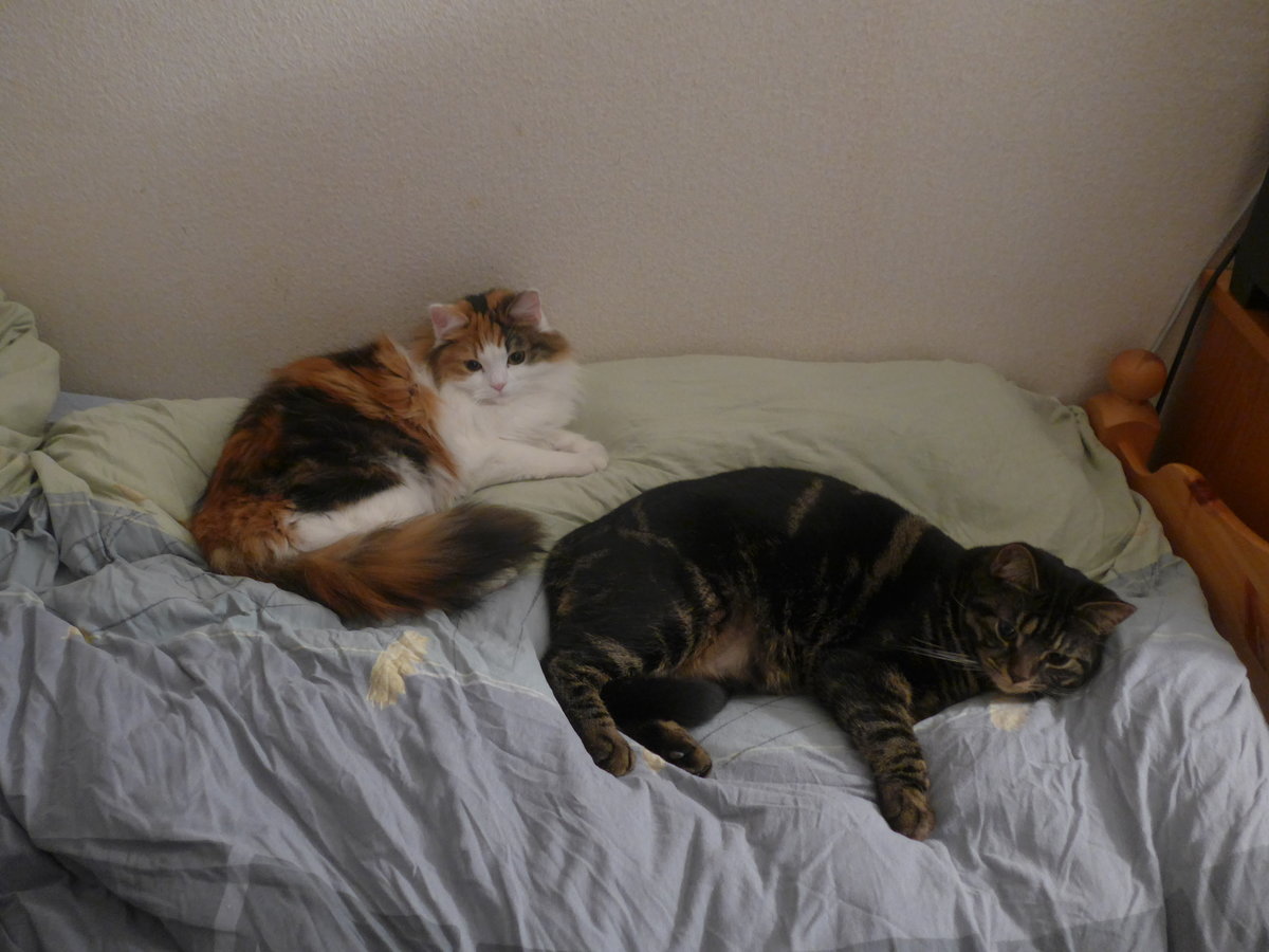 (214'005) - Katze Nimerya und Kater Shaggy auf dem Bett am 30. Januar 2020 in Thun