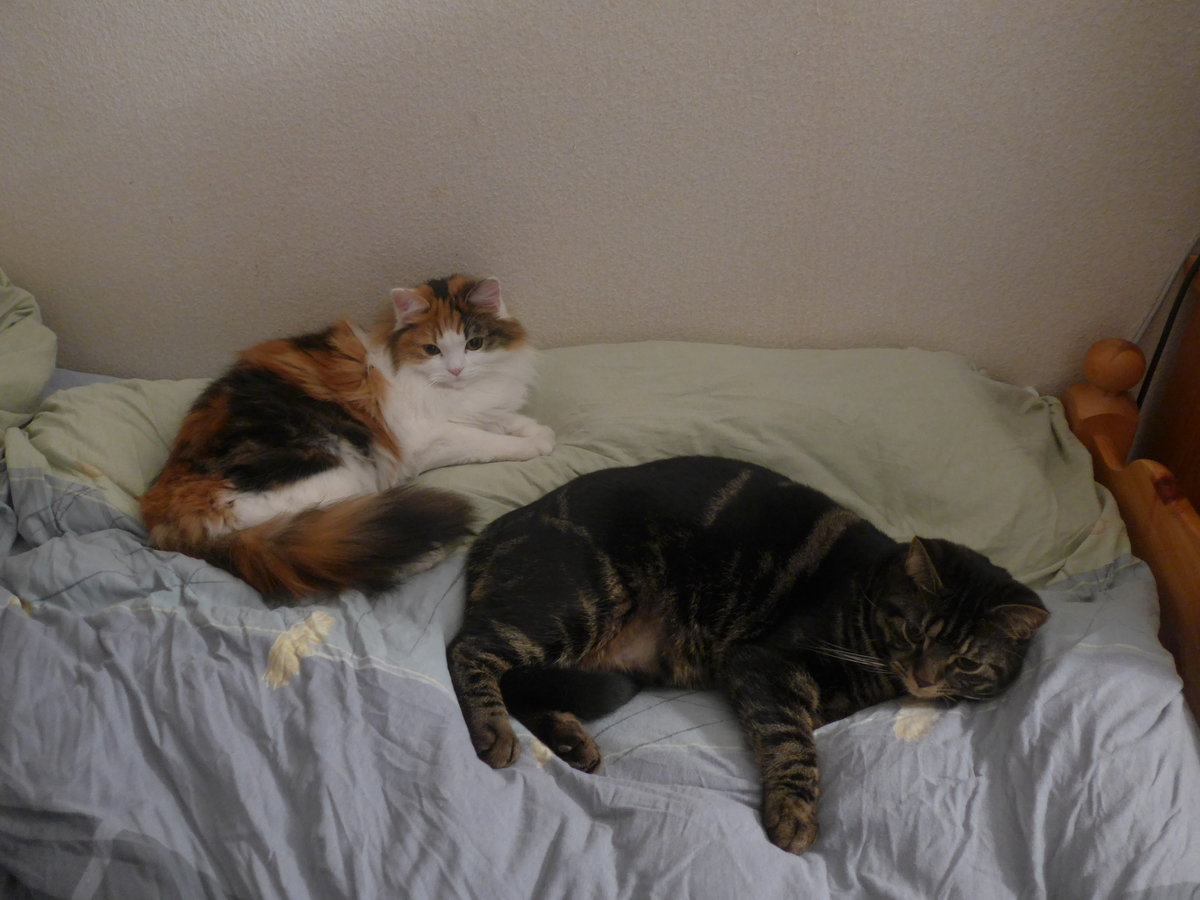 (214'006) - Katze Nimerya und Kater Shaggy auf dem Bett am 30. Januar 2020 in Thun