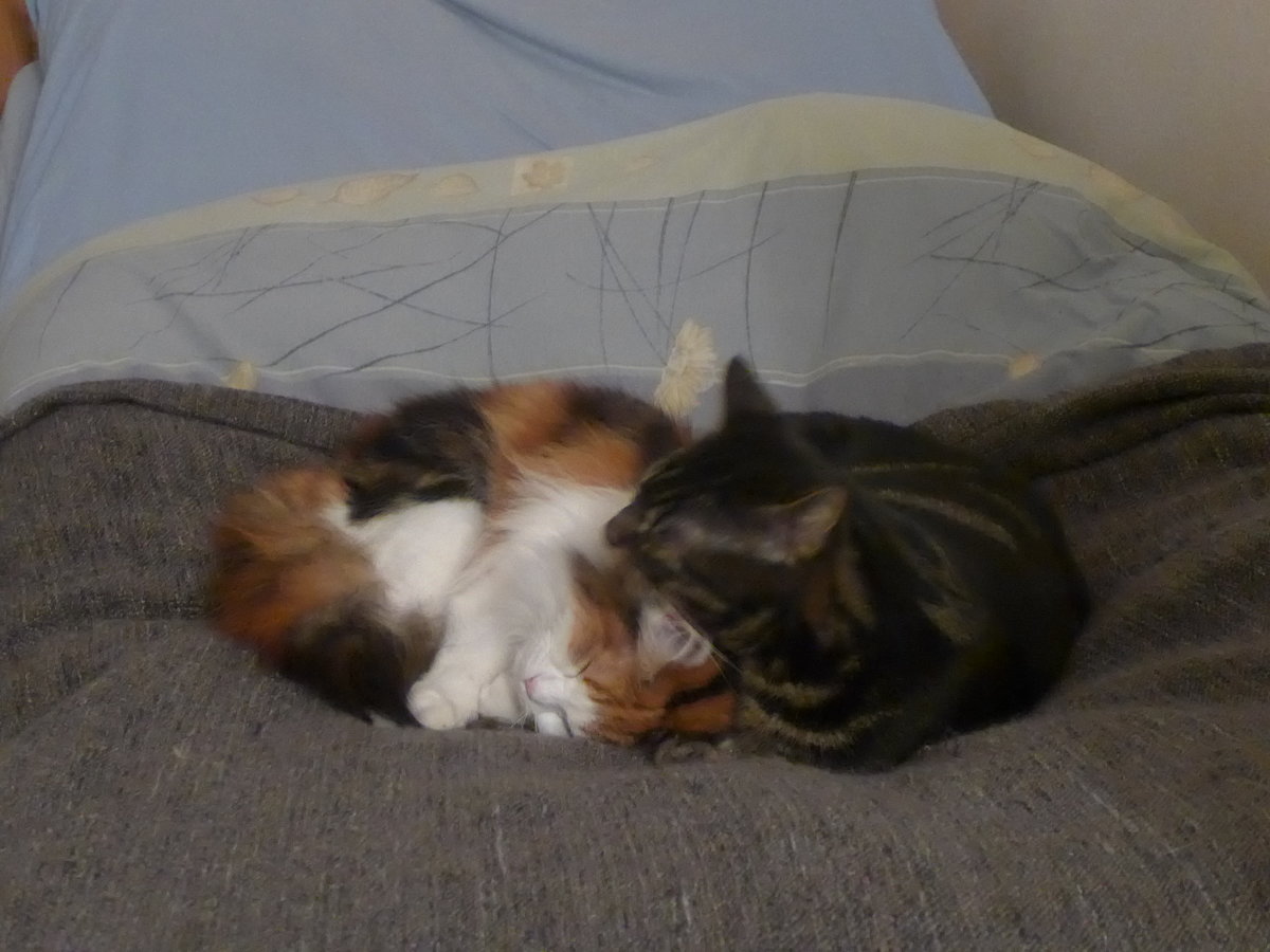 (214'118) - Katze Nimerya und Kater Shaggy balgen auf dem Bett am 8. Februar 2020 in Thun