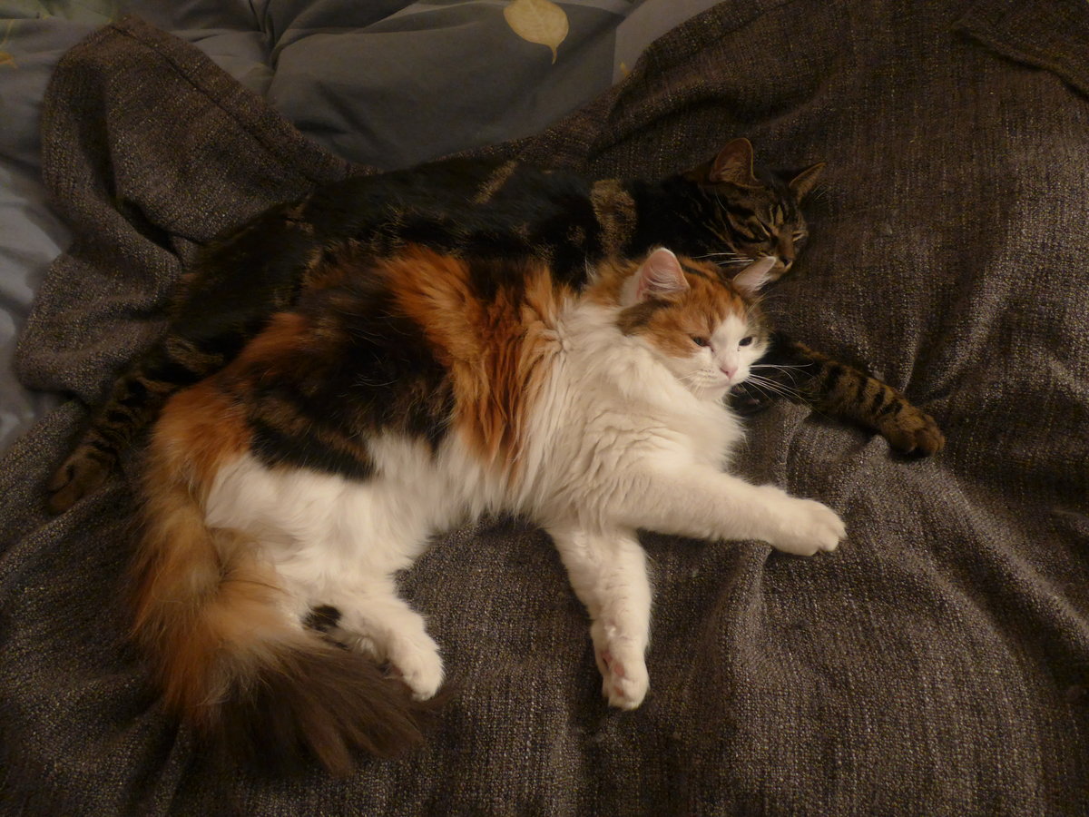 (214'370) - Kater Shaggy und Katze Nimerya auf dem Bett am 17. Februar 2020 in Thun