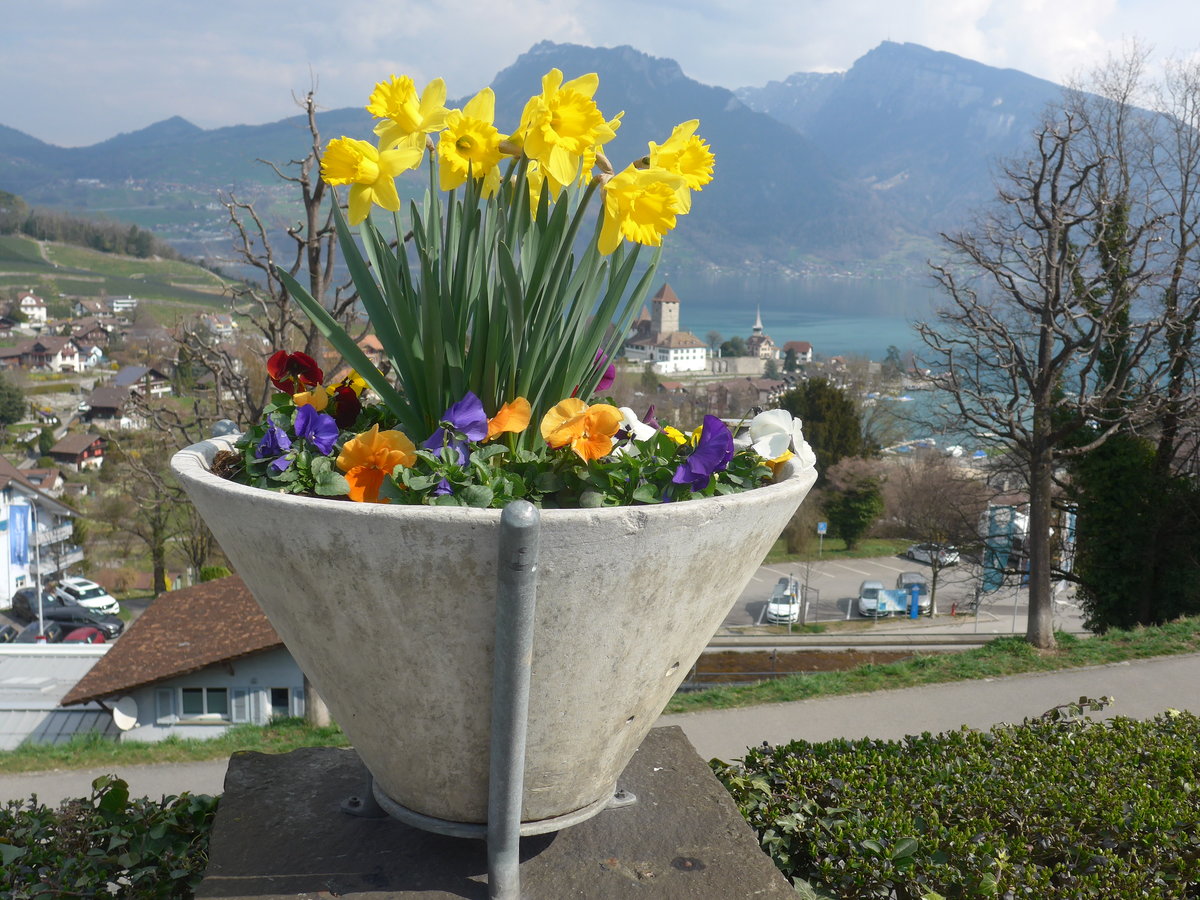 (215'296) - Das Schloss Spiez durch die Blumen am 20. Mrz 2020 vom Bahnhof Spiez aus